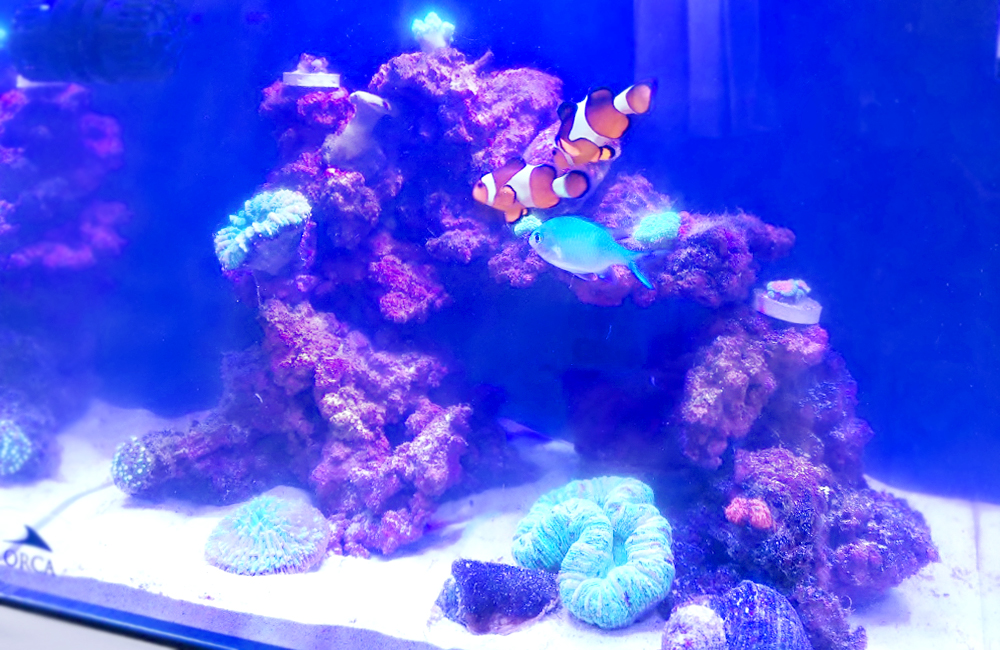 海水魚水槽　スポットメンテナンス　アップ画像