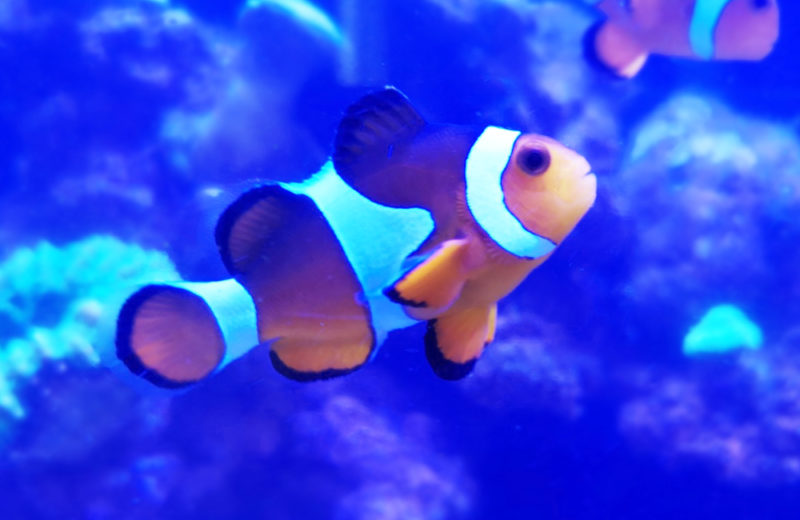 個人宅　海水魚水槽　スポットメンテナンス事例 水槽画像４