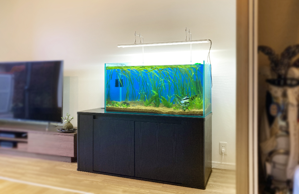 黒い水槽台に設置された水草が茂る大型の熱帯魚水槽