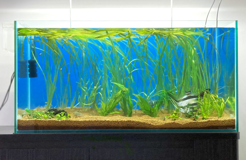 個人宅 90cm淡水魚水槽 販売・引っ越し事例 水槽画像3