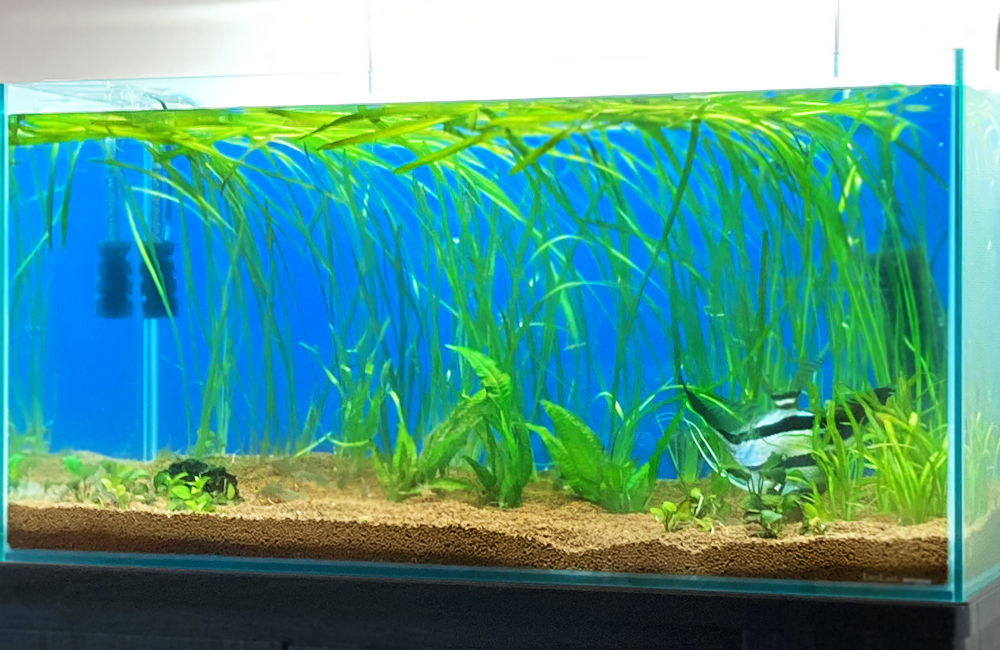 水槽引っ越しサービス 水槽アップ画像