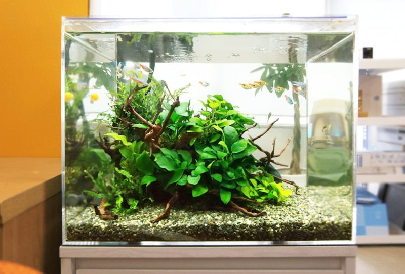 中央区 法律事務所 45cm淡水魚水槽 レンタル事例 水槽画像1