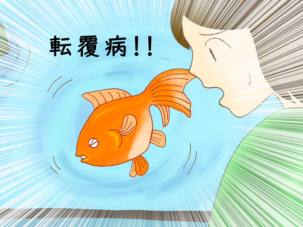 金魚が浮く・沈む?!転覆病と便秘・消化不良の関係と対処法とは!のサムネイル画像