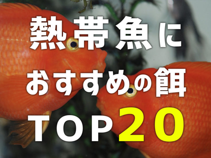 熱帯魚におすすめの餌TOP20の文字入り見出し画像