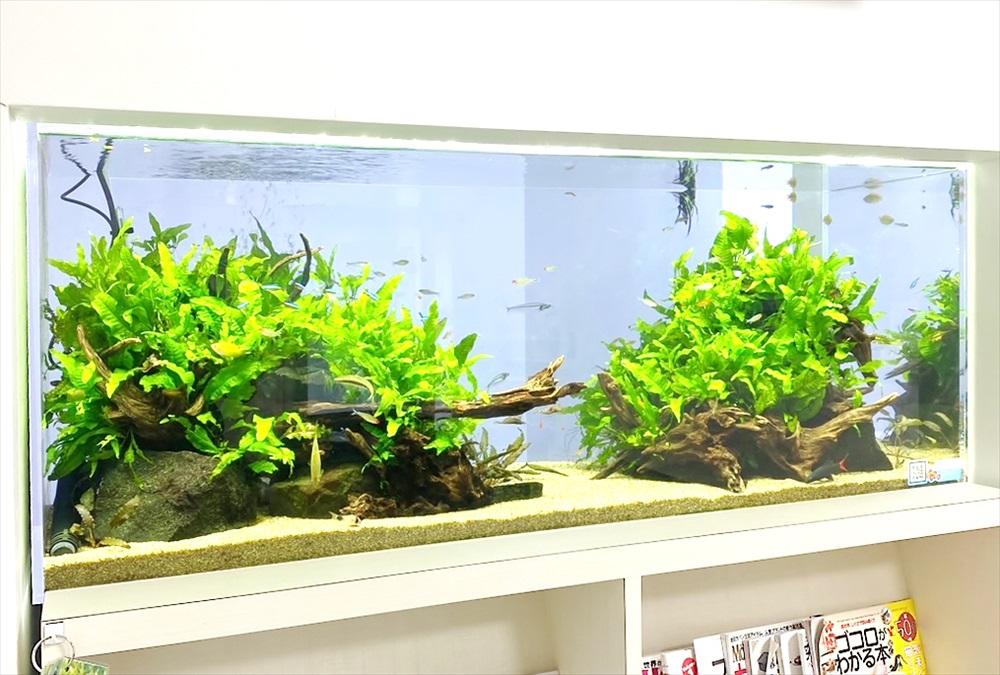 クリニック　壁埋め込み型　120cm淡水魚水槽　販売・メンテナンス事例その後のサムネイル画像