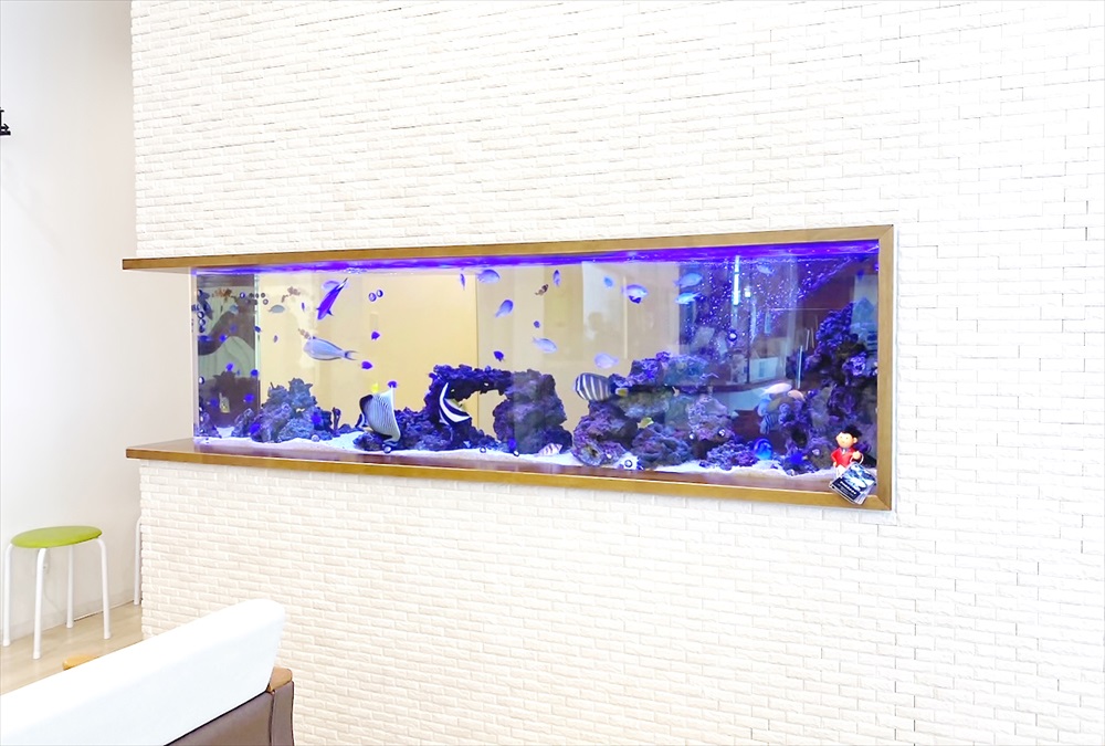 整形外科クリニック　壁埋め込み型　海水魚水槽　全体画像
