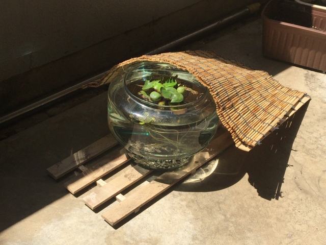 すだれで日除けをした屋外の金魚鉢と浮き草の鉢植え