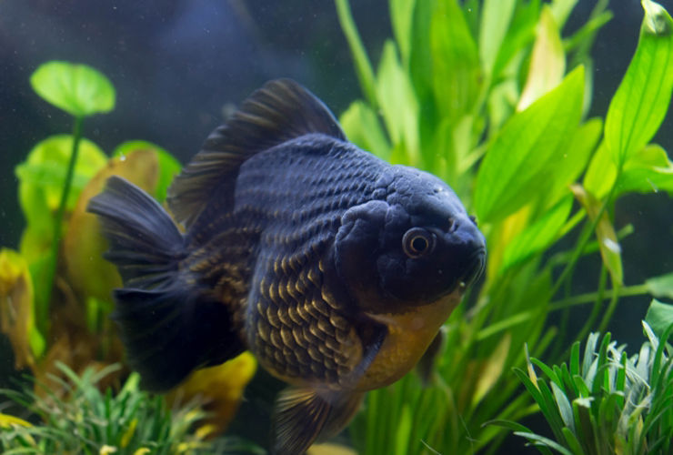 水草が茂る水槽内を泳ぐ黒い金魚の姿