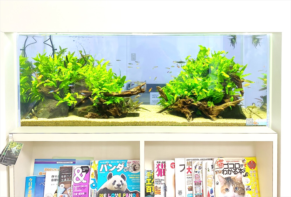 クリニック 壁埋め込み型 120cm淡水魚水槽 正面アップ画像