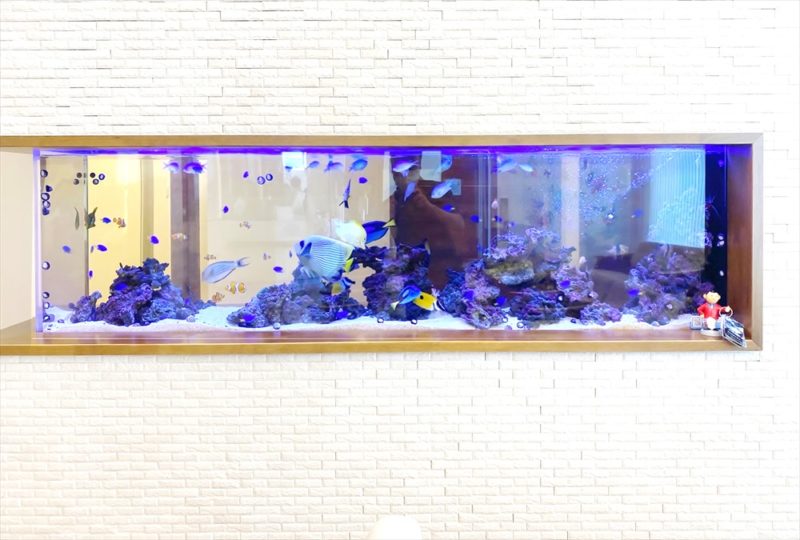 整形外科クリニック 220cm海水魚水槽 販売・メンテナンス事例 その後 水槽画像2
