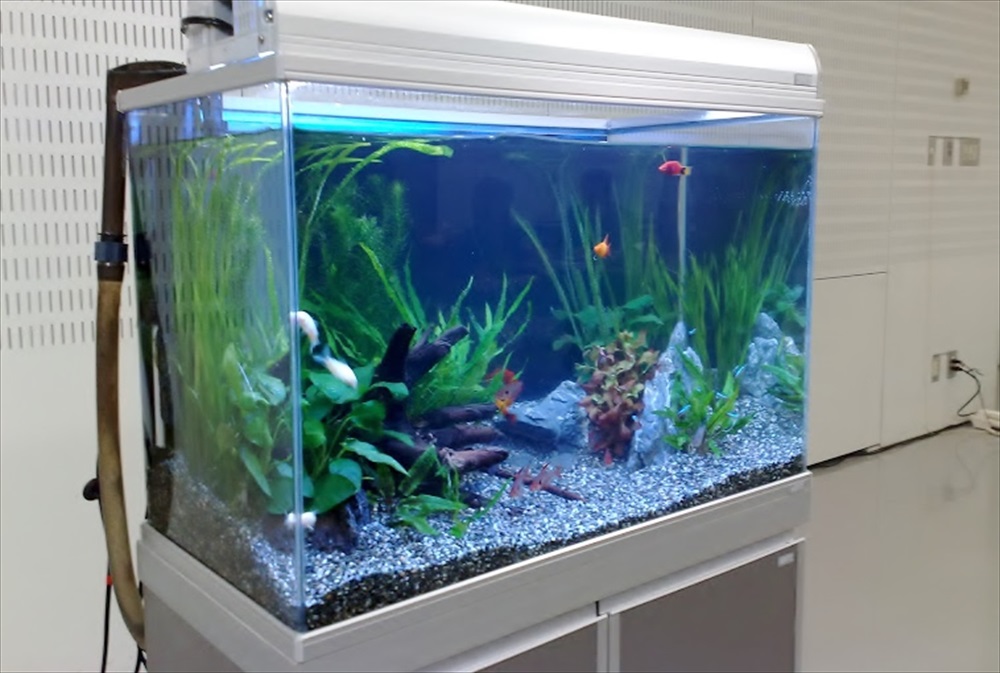 水草と流木を配置した熱帯魚水槽と専用のキャビネット