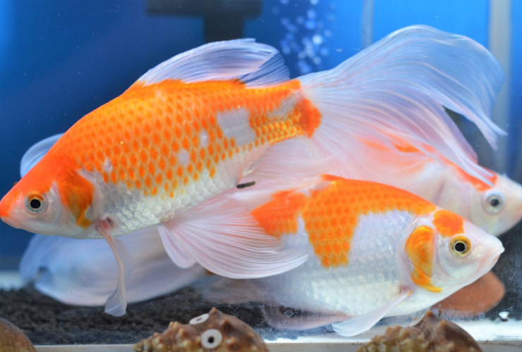 水槽内を泳ぐ紅白模様で長いヒレを持つ金魚の群れ