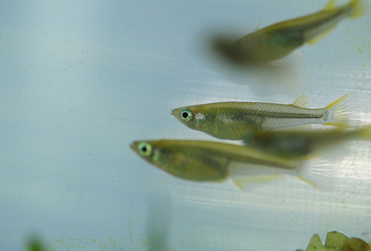 水槽内を泳ぐ数匹のメダカと水草の破片