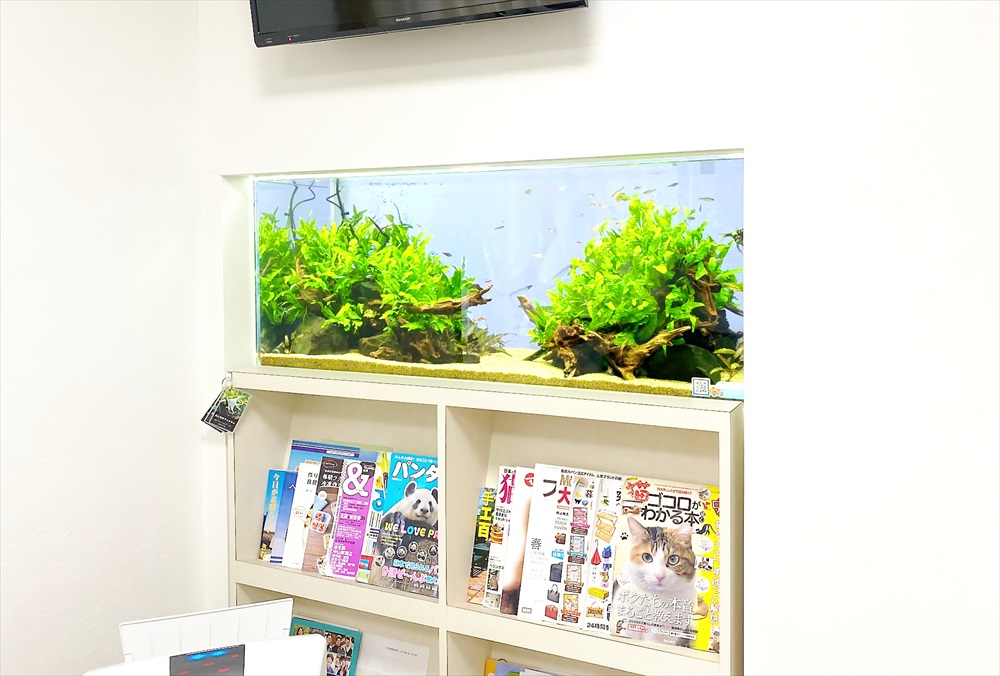 本棚の上に設置された水草と小型魚が泳ぐ埋め込み式水槽