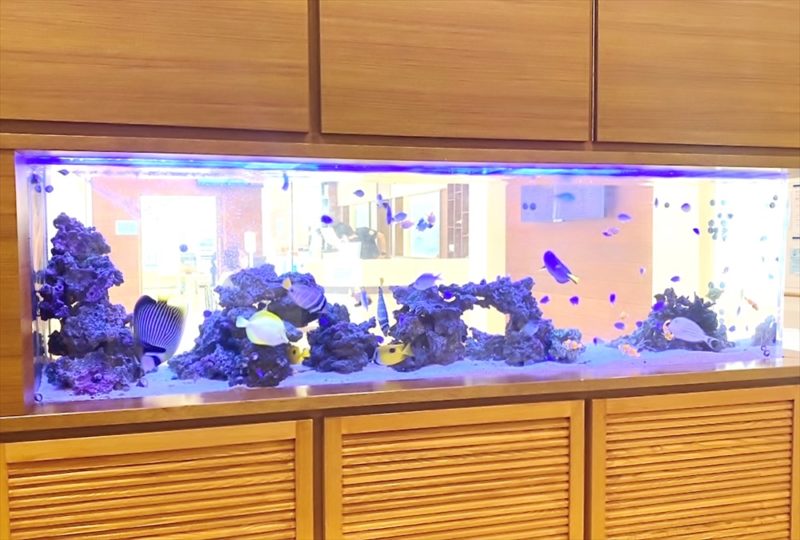 整形外科クリニック 220cm海水魚水槽 販売・メンテナンス事例 その後 水槽画像3