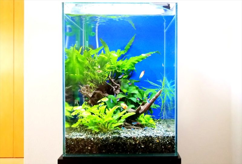 埼玉県 個人宅 30cm淡水魚水槽 お試し水槽レンタル事例 水槽画像3