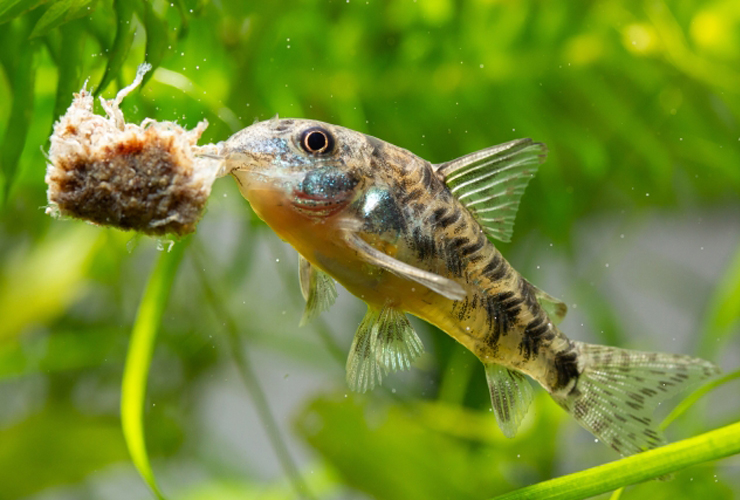 水草を背景に餌を食べるコリドラスの仲間