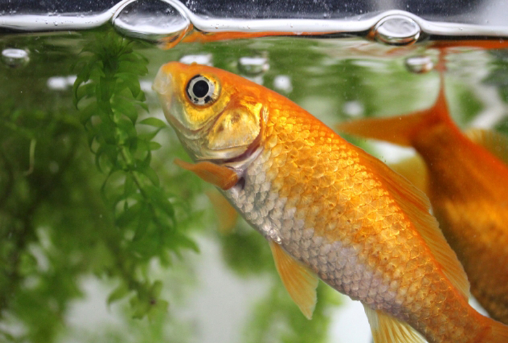 水面に口を近づける金魚と水槽内の水草