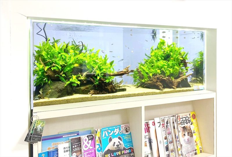 クリニック 壁埋め込み型 120cm淡水魚水槽 販売・メンテナンス事例その後 水槽画像4