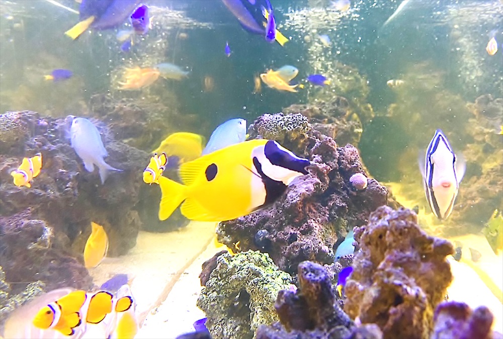 整形外科クリニック　壁埋め込み型　海水魚水槽　ヒフキアイゴ画像