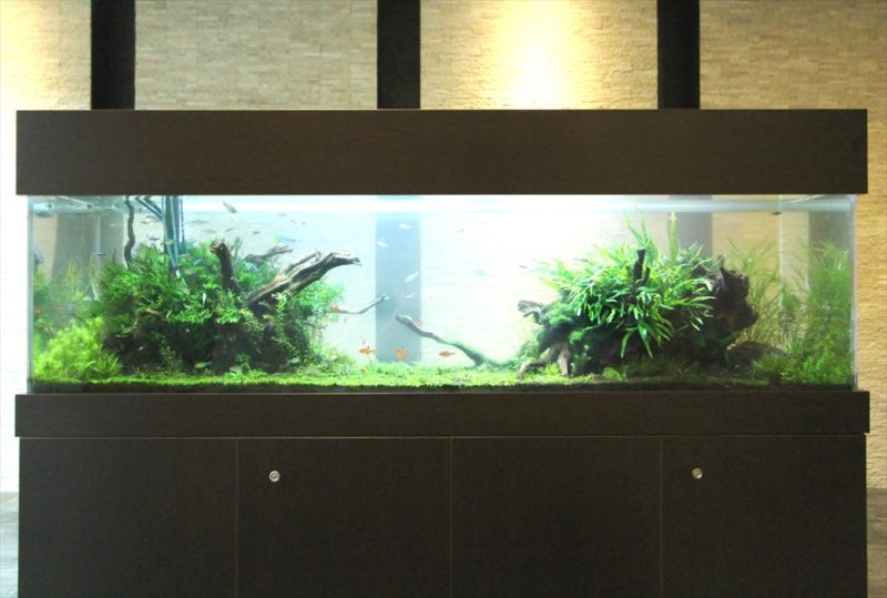 練馬区 マンションのエントランス 大型淡水魚水槽 リース事例 その後 水槽画像4