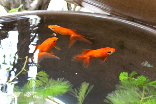 睡蓮鉢で泳ぐ3匹の赤い金魚と水草のマツモ