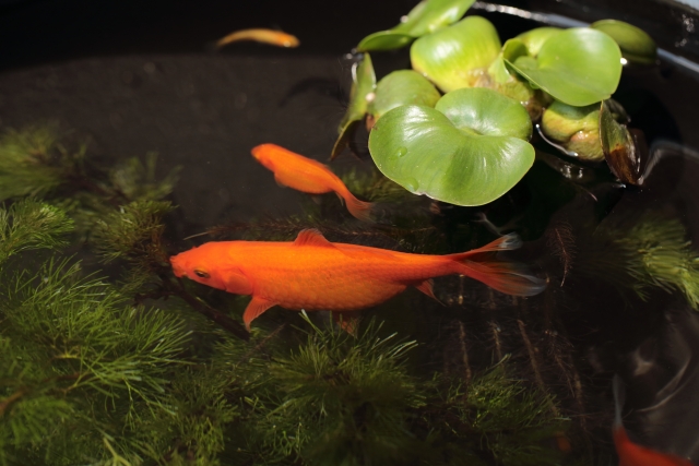 水草の間を泳ぐ赤い金魚と浮き草のホテイアオイ