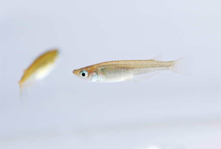 白い背景の水槽内を泳ぐ2匹のメダカの横顔