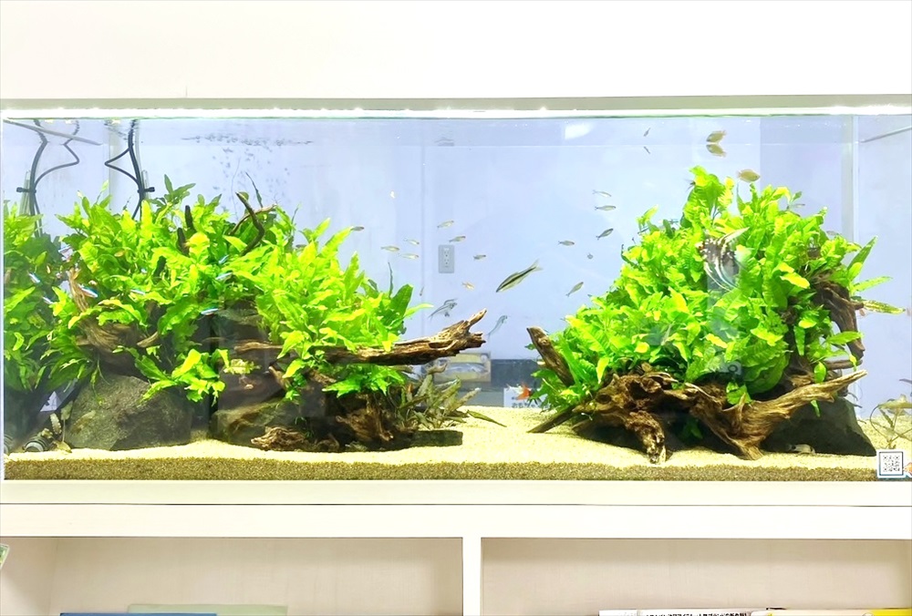クリニック 壁埋め込み型 120cm淡水魚水槽 生体画像