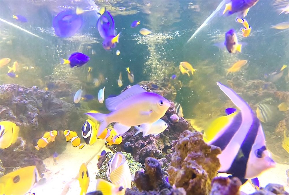 整形外科クリニック　壁埋め込み型　海水魚水槽　生体画像