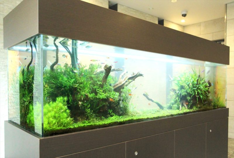 流木と水草が茂る大型の淡水魚水槽と茶色の水槽台