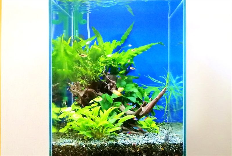 埼玉県 個人宅 30cm淡水魚水槽 お試し水槽レンタル事例 水槽画像5