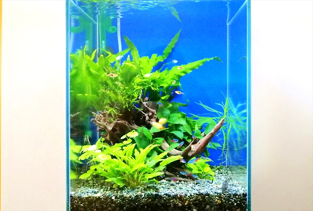 個人宅のリビング　30cm淡水魚水槽　正面アップ画像