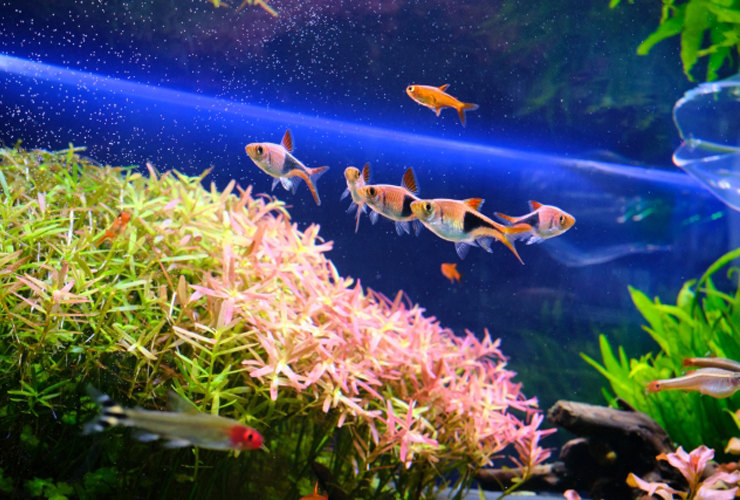 水草の上を泳ぐ小型カラシンとコイ科の熱帯魚群