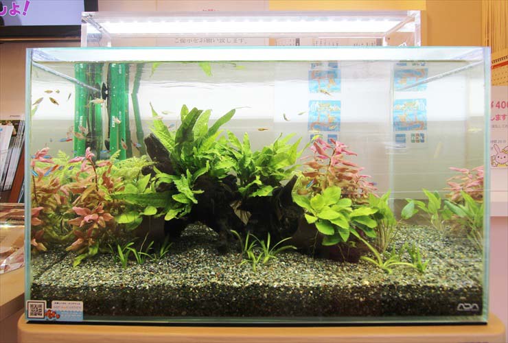 流木と水草を配置した砂利敷きの熱帯魚水槽の全景