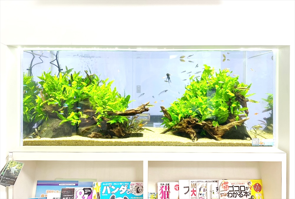 クリニック 壁埋め込み型 120cm淡水魚水槽 レイアウト画像