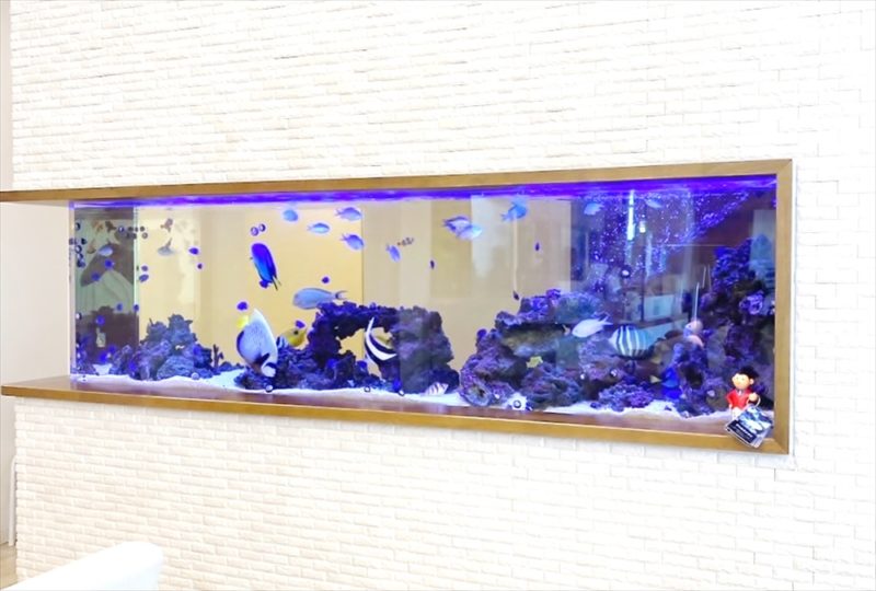 整形外科クリニック 220cm海水魚水槽 販売・メンテナンス事例 その後 水槽画像1