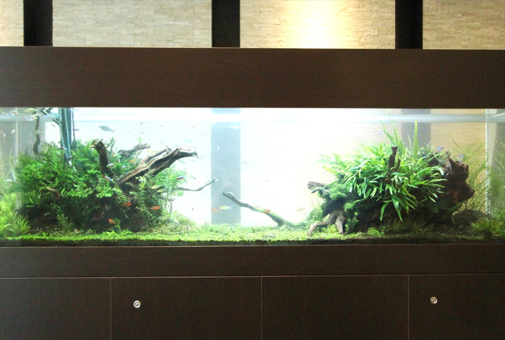 マンションのエントランス　大型淡水魚水槽　レイアウト画像