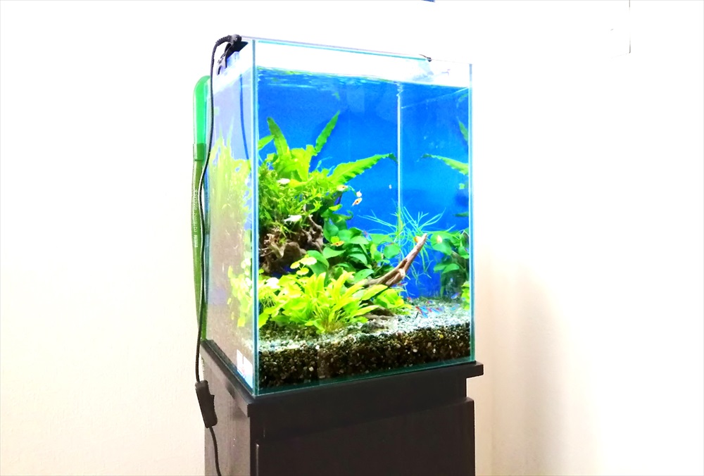 個人宅のリビング　30cm淡水魚水槽　斜めアップ画像