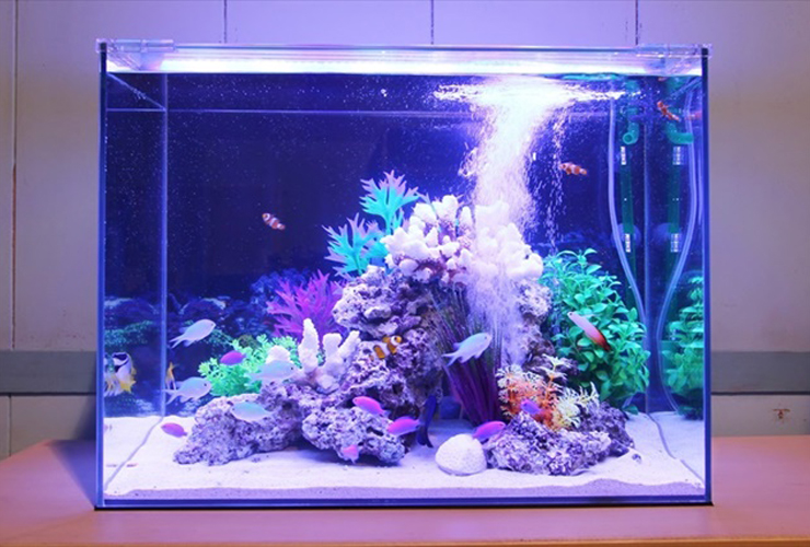 青い照明に照らされた海水魚水槽と白いサンゴのレイアウト