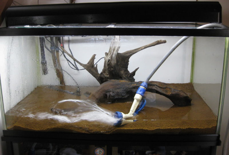 流木を配置した水槽へシャワーパイプで注水する様子