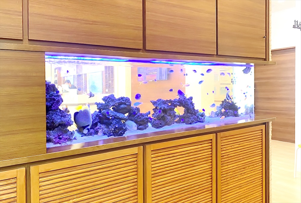 整形外科クリニック　壁埋め込み型　海水魚水槽　生体アップ画像