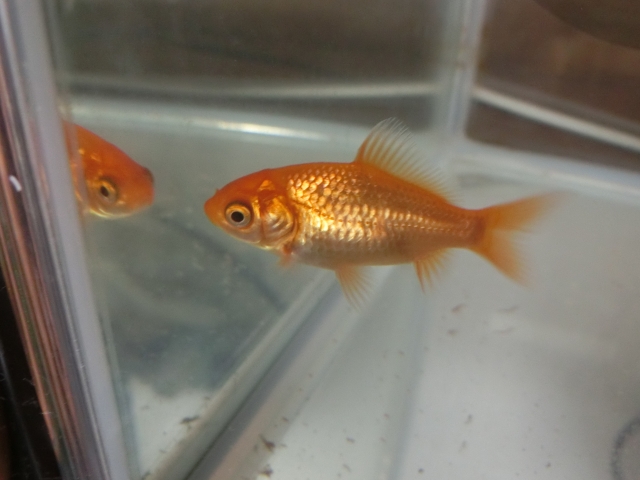 体調不良の金魚のイメージ写真