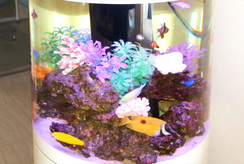 皮膚科クリニックの待合室 円柱海水魚水槽 レンタル事例 その後 水槽画像4