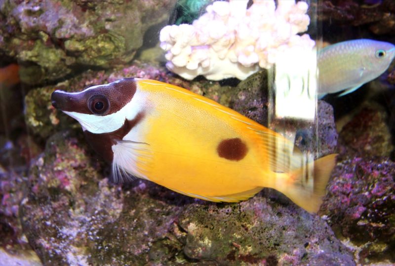 皮膚科クリニックの待合室 円柱海水魚水槽 レンタル事例 その後 水槽画像2