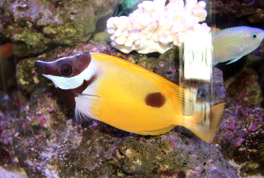 皮膚科クリニック　待合室　円柱水槽　熱帯魚画像