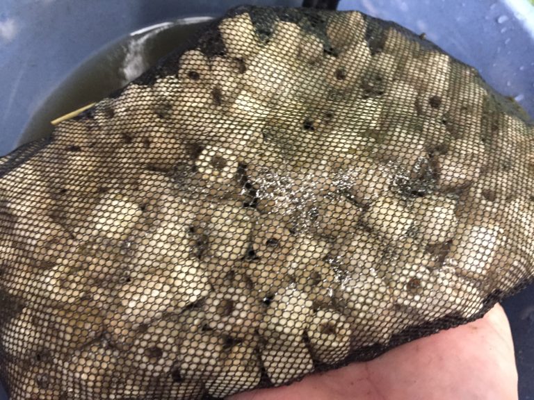 ネット袋に入った水槽用リング状ろ材とバケツの水