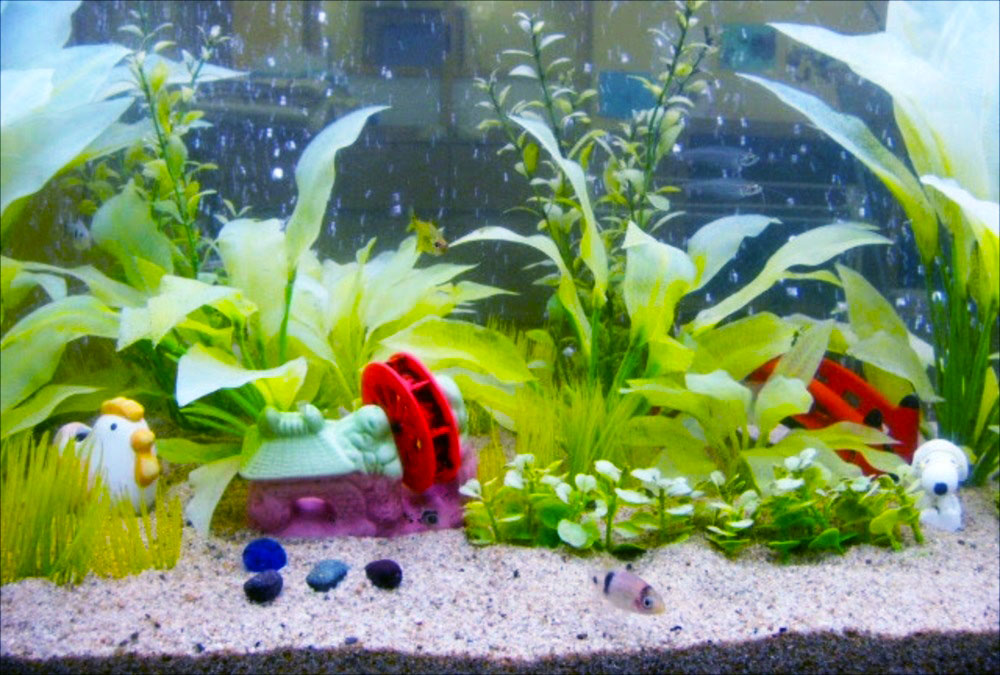 水車小屋の置物と人工水草を配置した熱帯魚水槽の全景