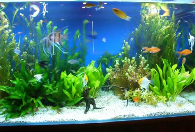 リラクゼーション施設 色鮮やかな90cm淡水魚水槽 設置事例 水槽画像3