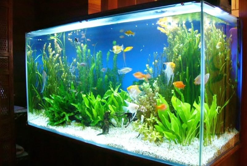 リラクゼーション施設 色鮮やかな90cm淡水魚水槽 設置事例 水槽画像1